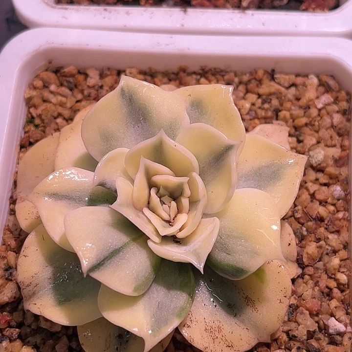 多肉植物优选丽娜莲锦