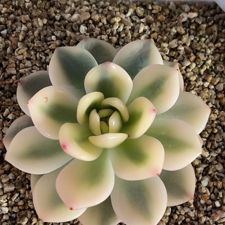 多肉植物宽锦梦露锦
