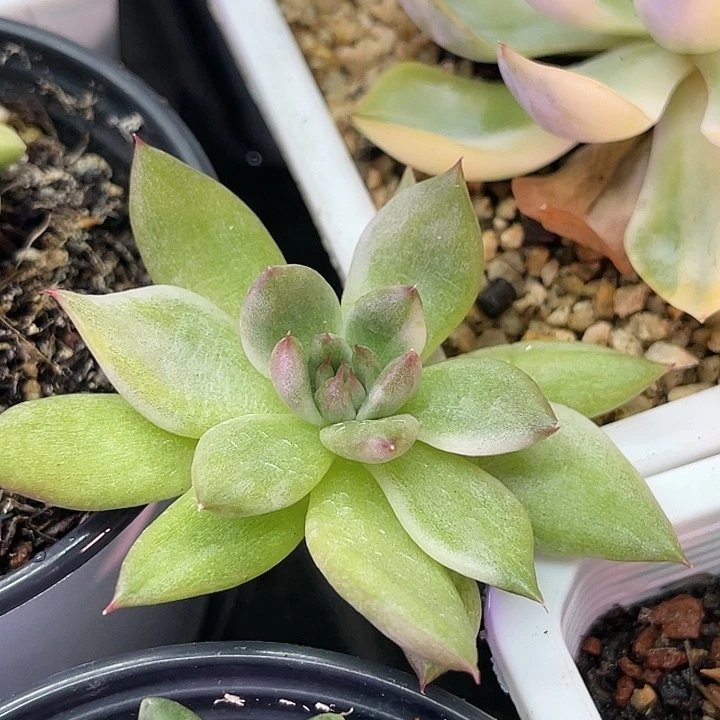 多肉植物阿姆斯壮锦