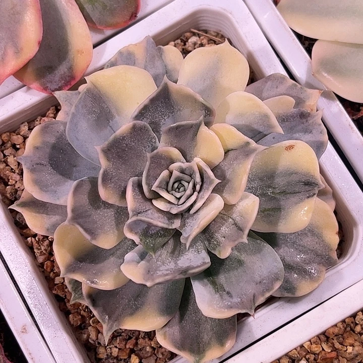 多肉植物丽娜莲锦