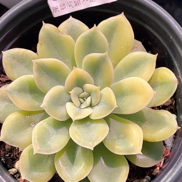 多肉特价抹茶菩提锦