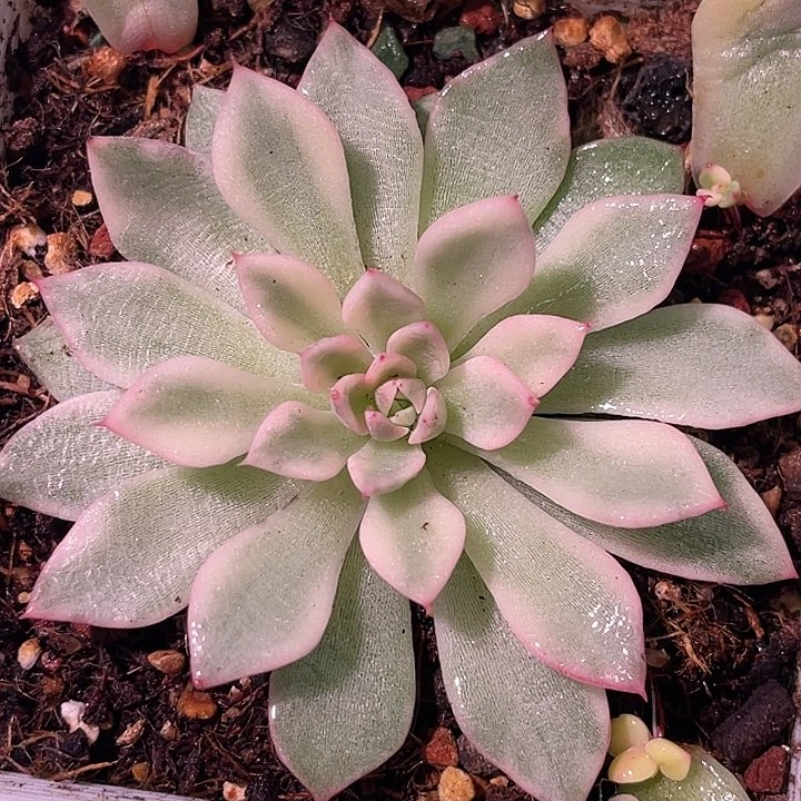 多肉植物特惠绿爪锦