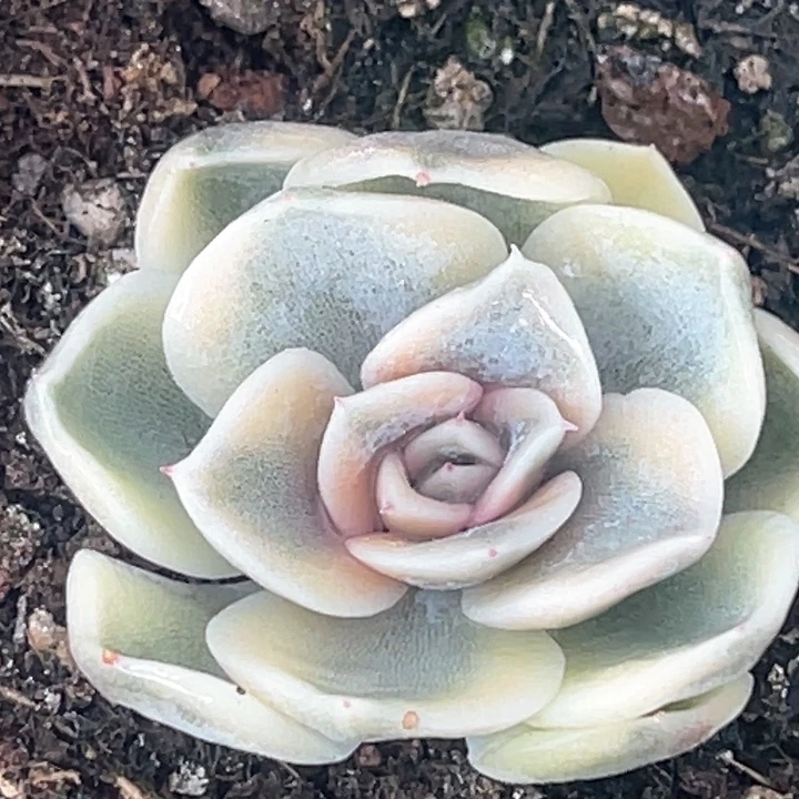 多肉特价汉堡侧芽有须根