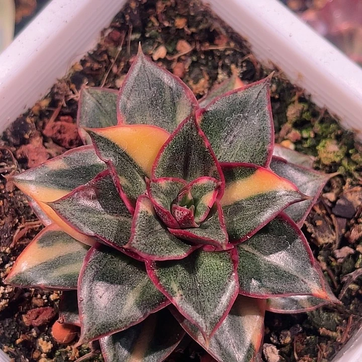 多肉植物麒麟座锦