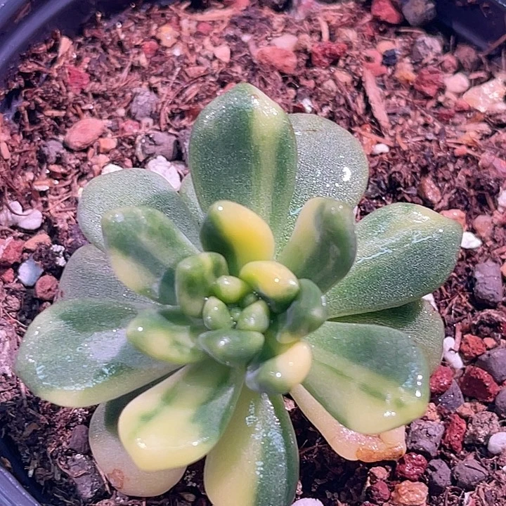 多肉植物天堂锦6369