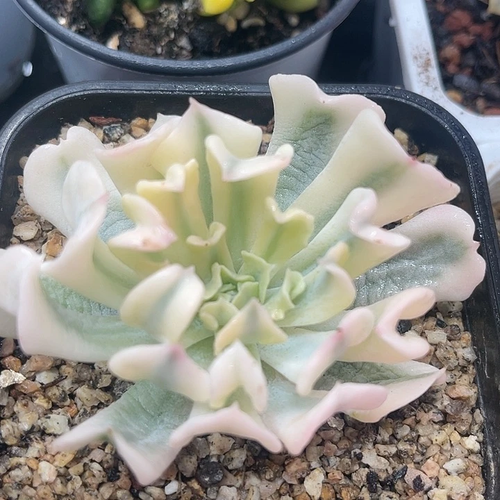 多肉植物特玉莲锦头盖