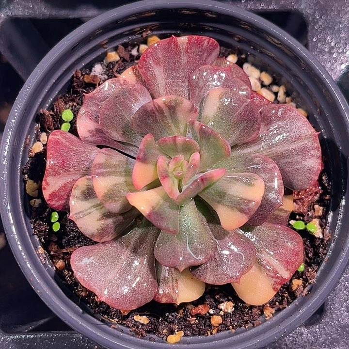 多肉植物雪精灵锦