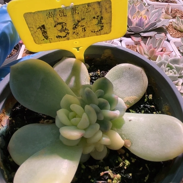 J***y寄养多肉植物梦露锦1363补差价