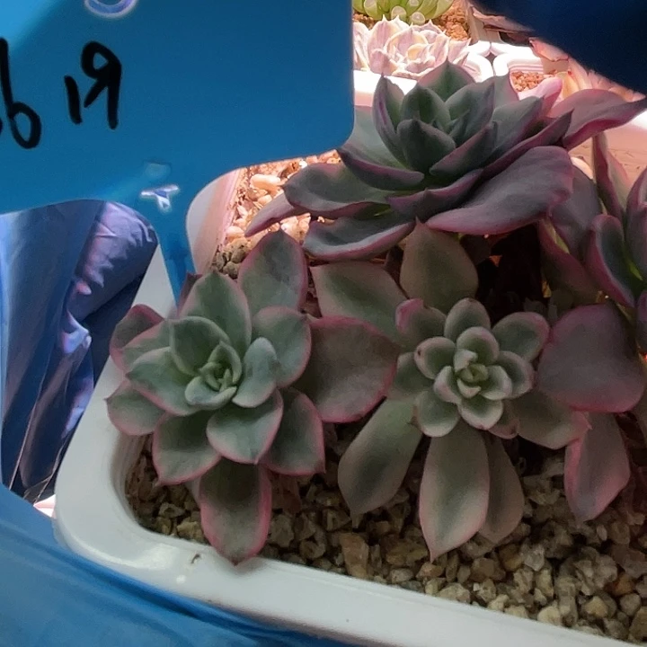 J***y寄养多肉植物奶油黄桃一头大锦边