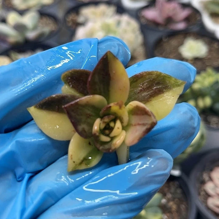 多肉植物黑王子锦