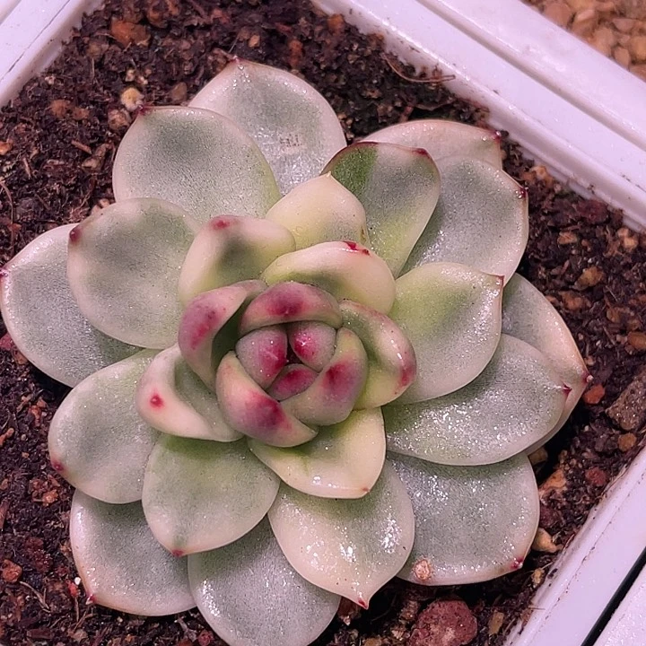 多肉优选月晶石锦