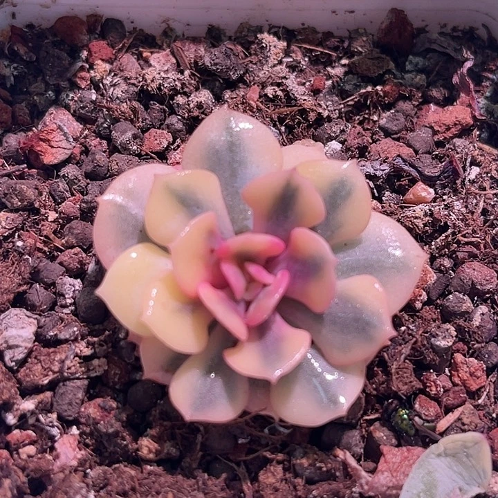 多肉植物雪精灵锦