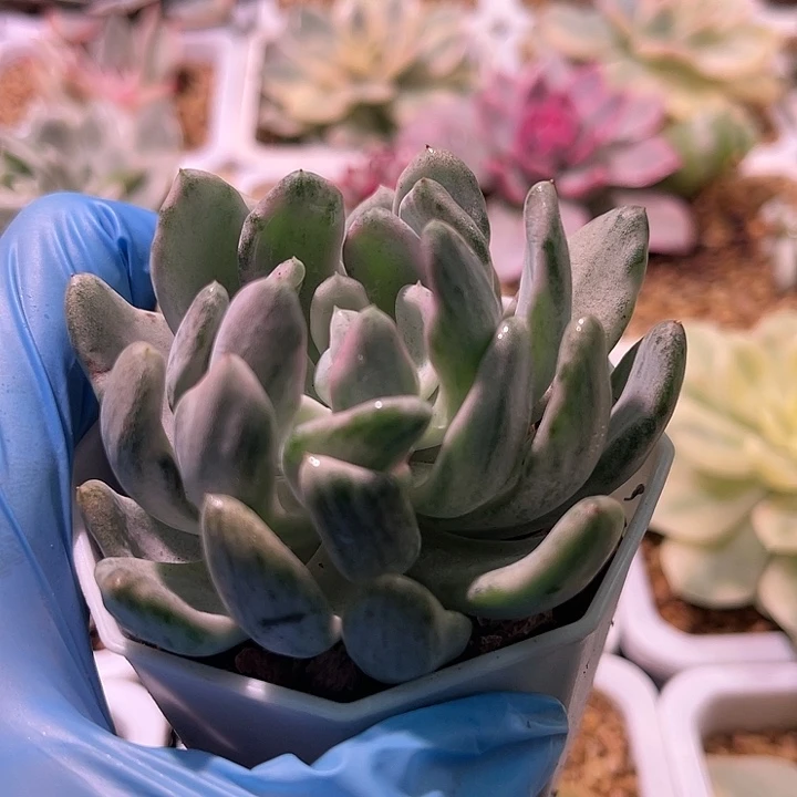 多肉植物萝莉波利锦