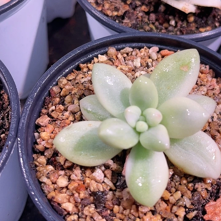 多肉植物新香水锦
