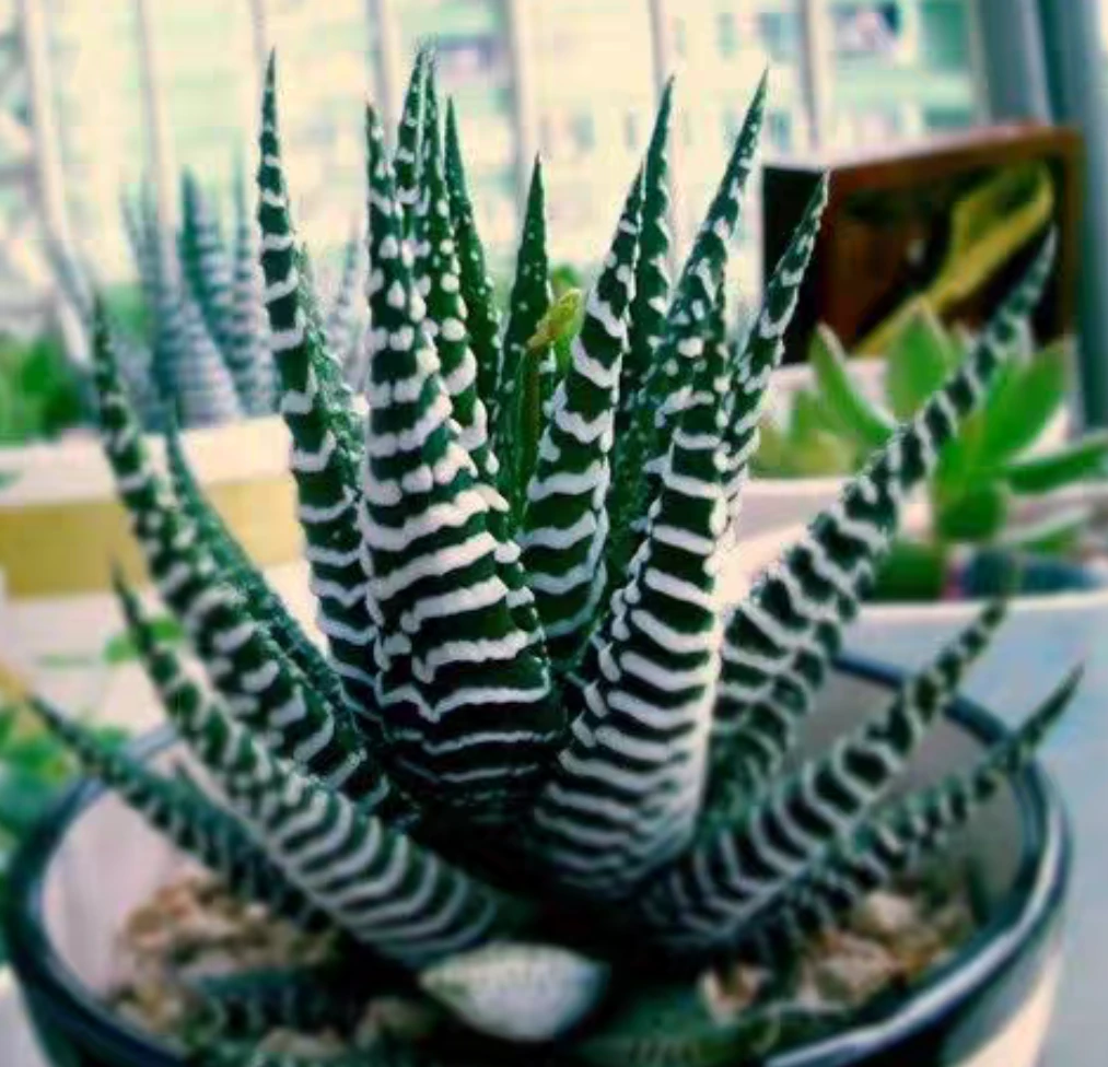 斑马多肉植物多肉植物裸根