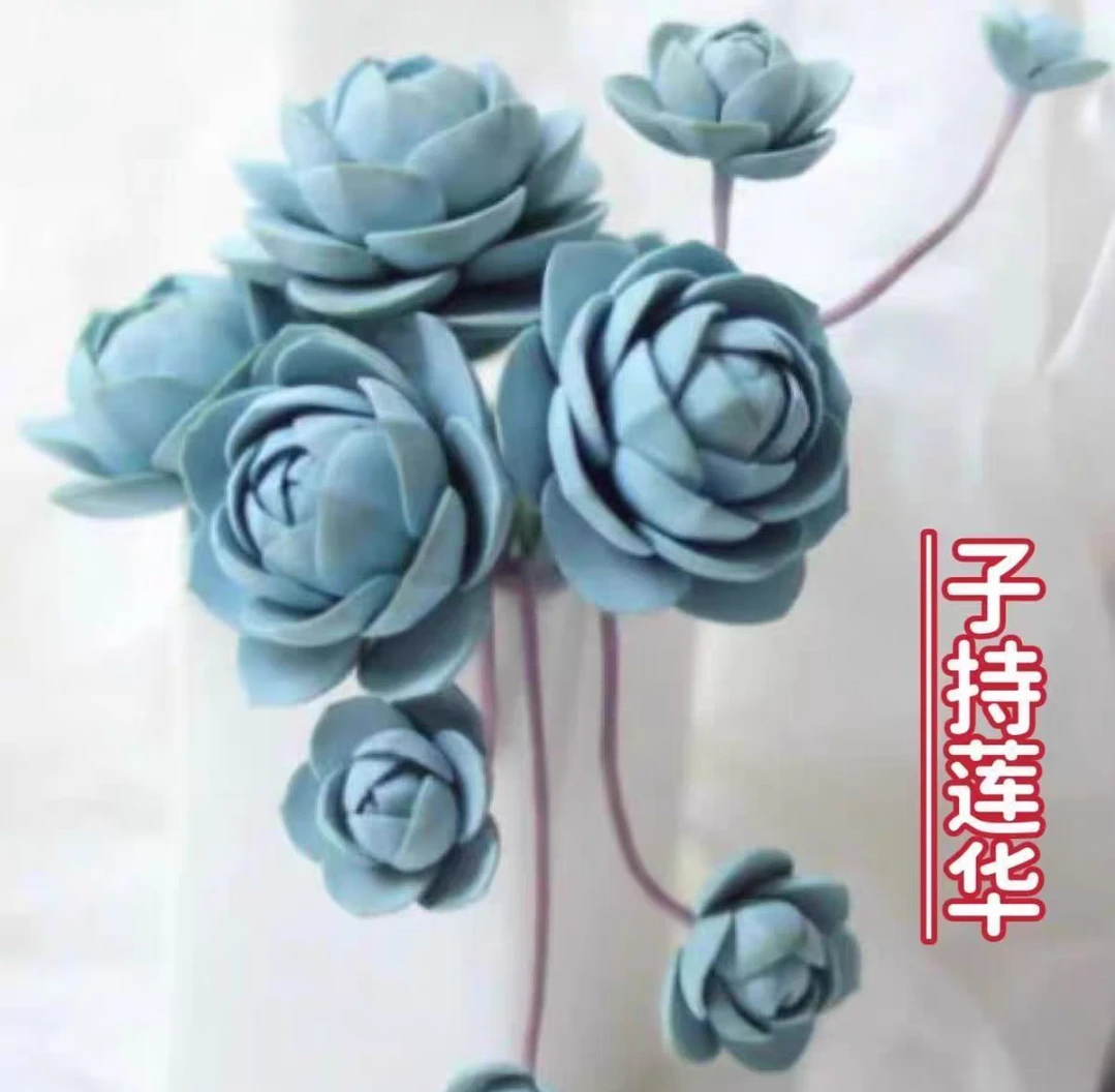 蓝玫瑰天女散花子持莲华多肉植物5-6个头
