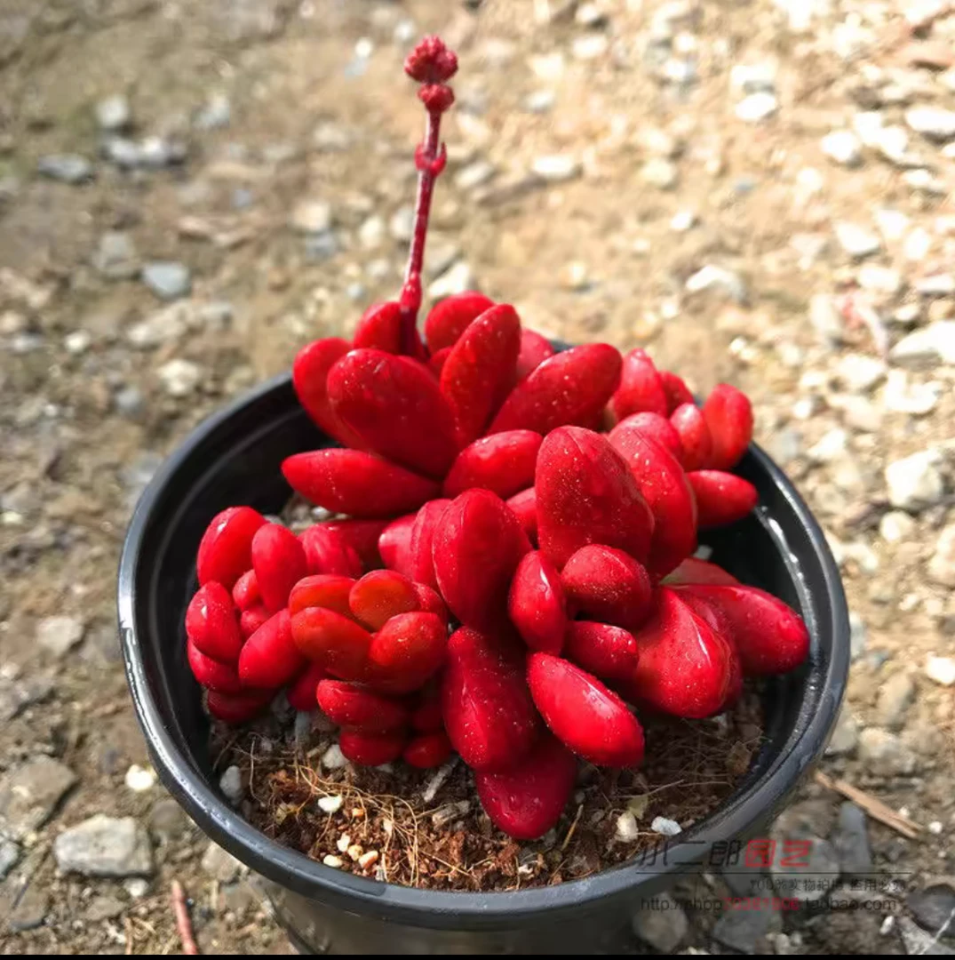 克拉夫多肉植物多肉