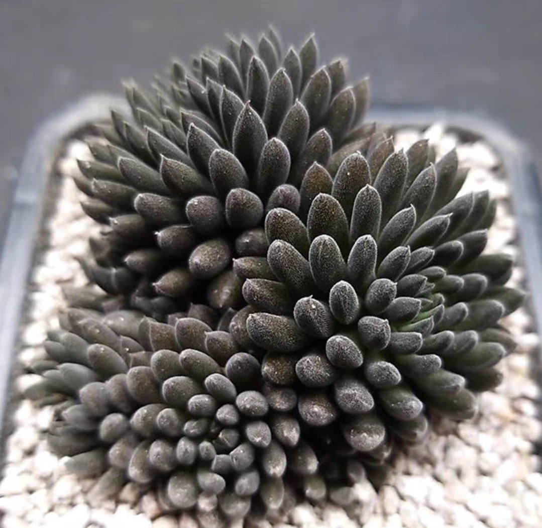 滇石莲（凑满15.8包邮）