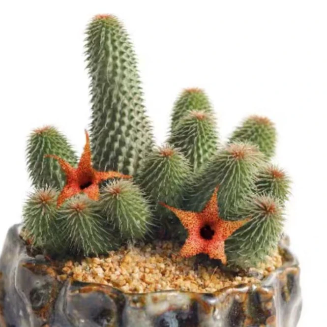 阿修罗多肉植物（发货看直播实物）