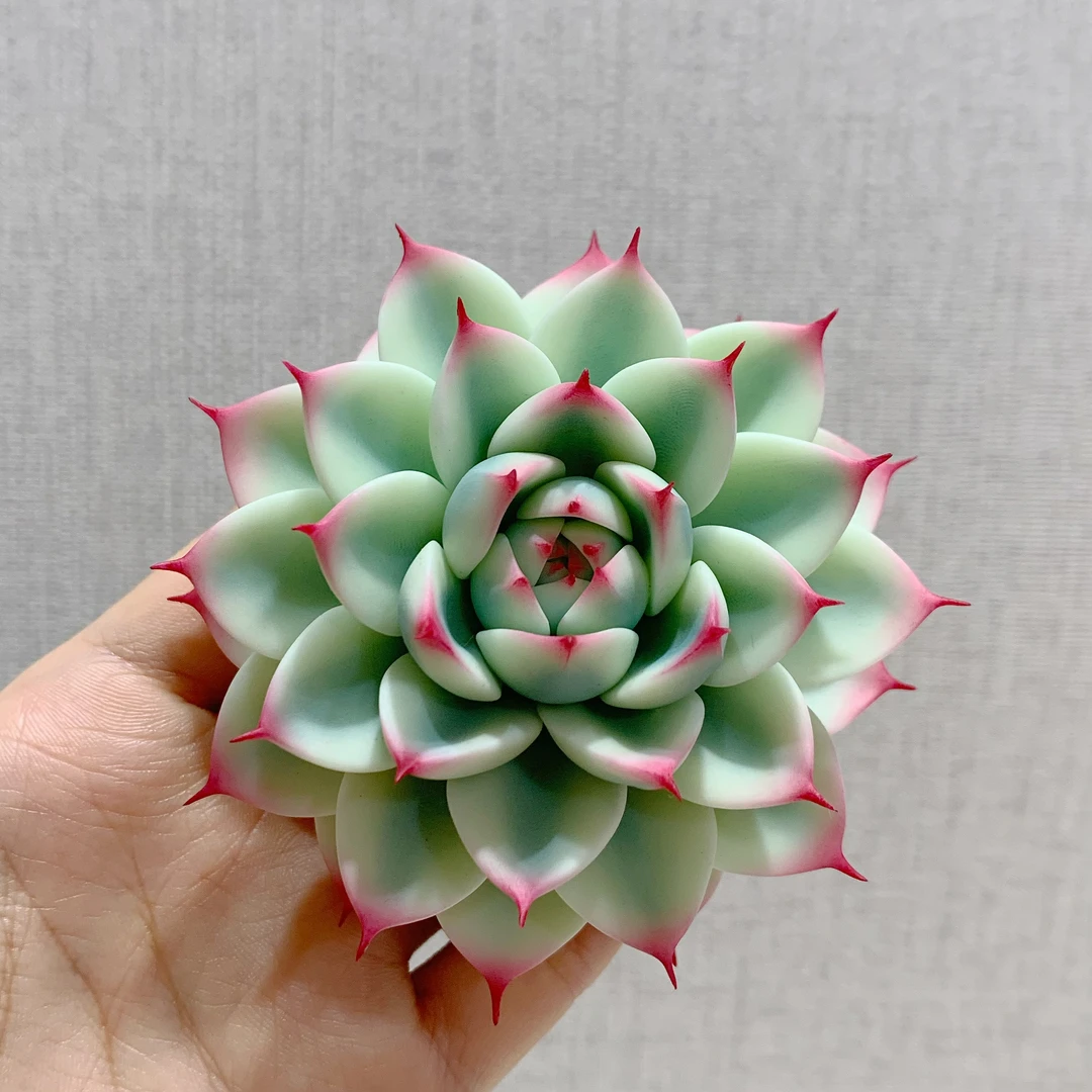 仿真粘土多肉花卉一物一拍