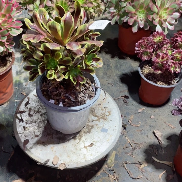 多肉植物欧嘉莉662