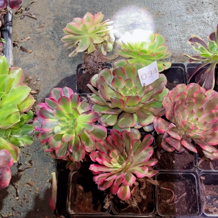 多肉植物6颗单头34