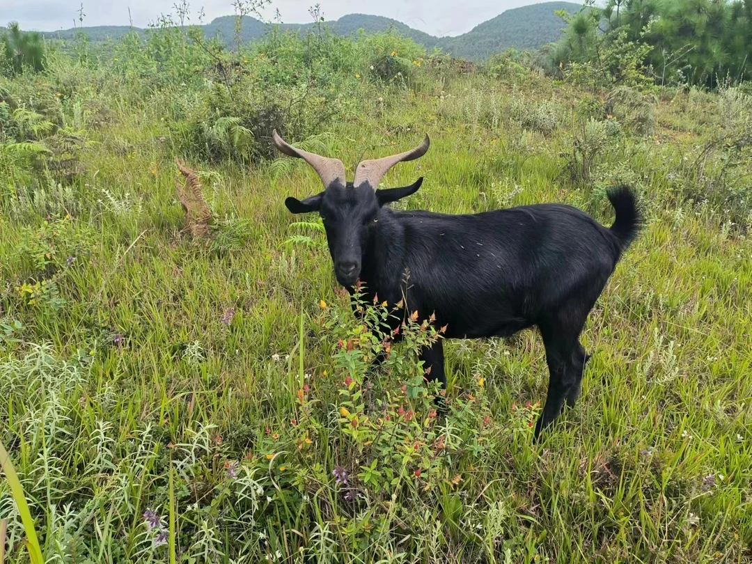 云南会泽火红黑山羊整只