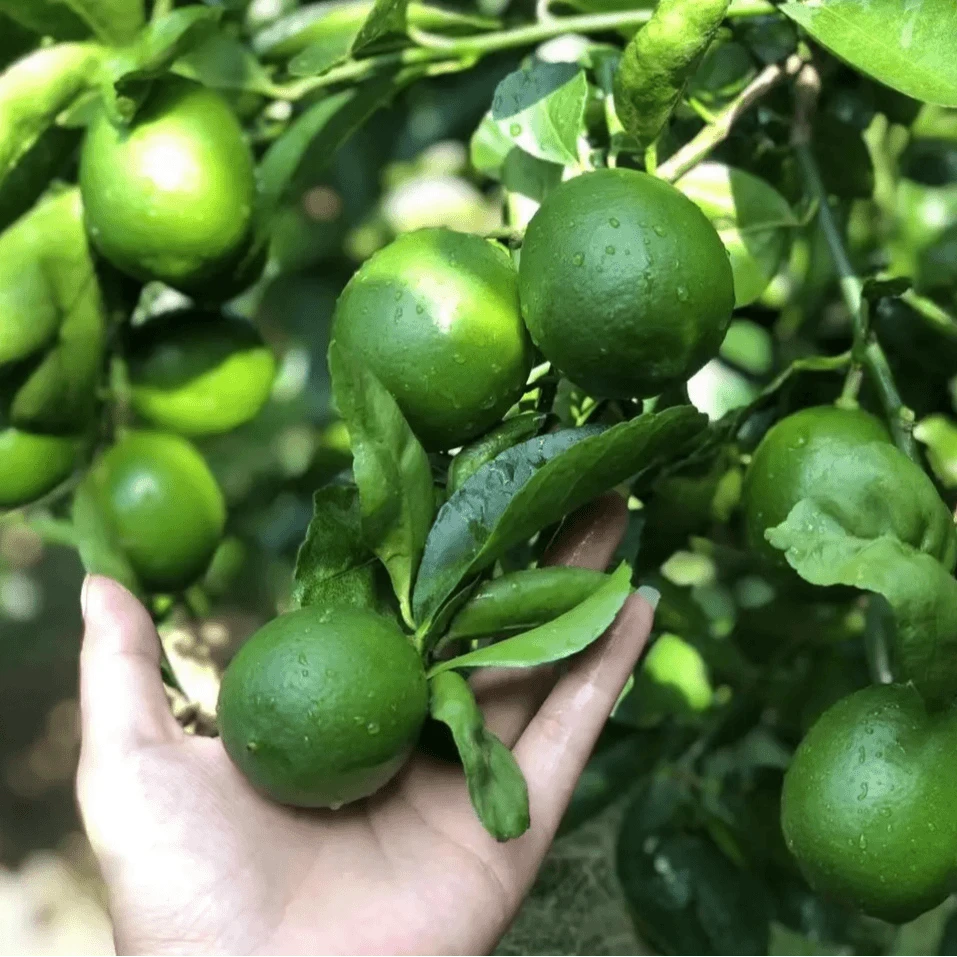 塔希提云南无籽香水柠檬新鲜采摘皮薄多汁当季水果泰国青柠檬1斤