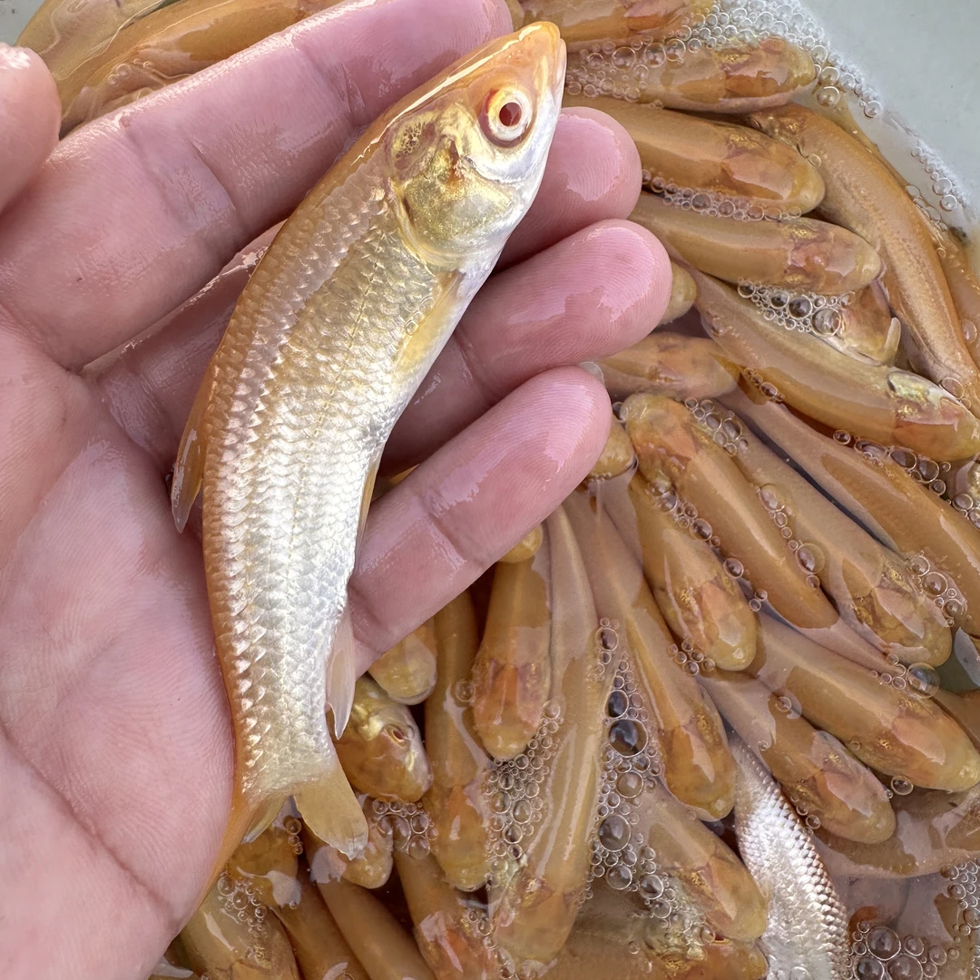 活体赤目金丝草鱼红眼金草鱼红眼金鲩鱼招财鱼冷水鱼观赏养殖包邮