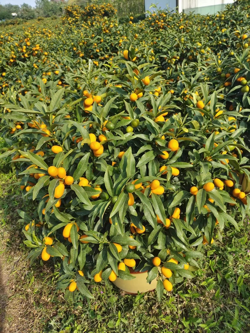 创意绿植微景观脆皮盆景，一物一拍