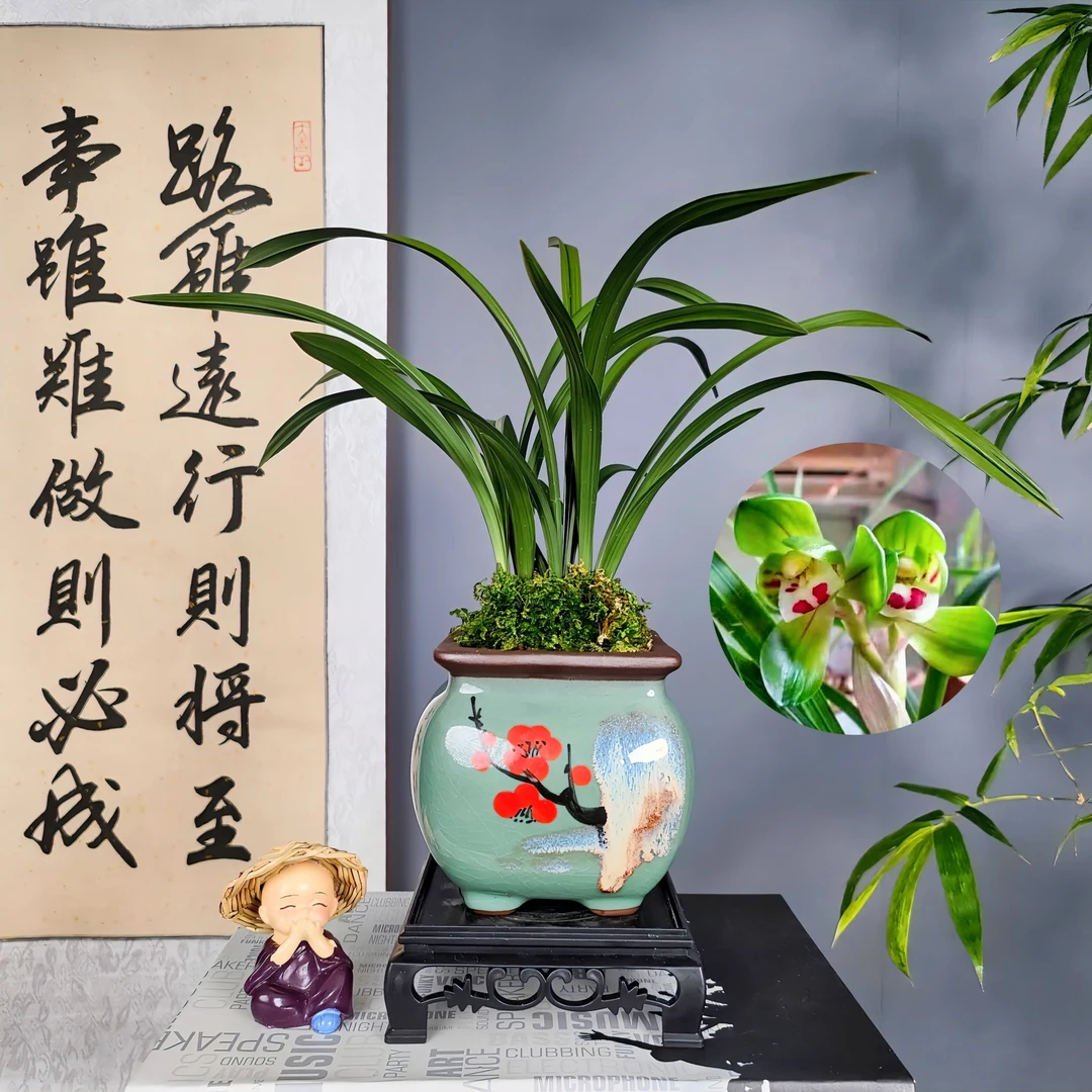 春兰名品 [大富贵] 浓香型好养易活开花盆栽