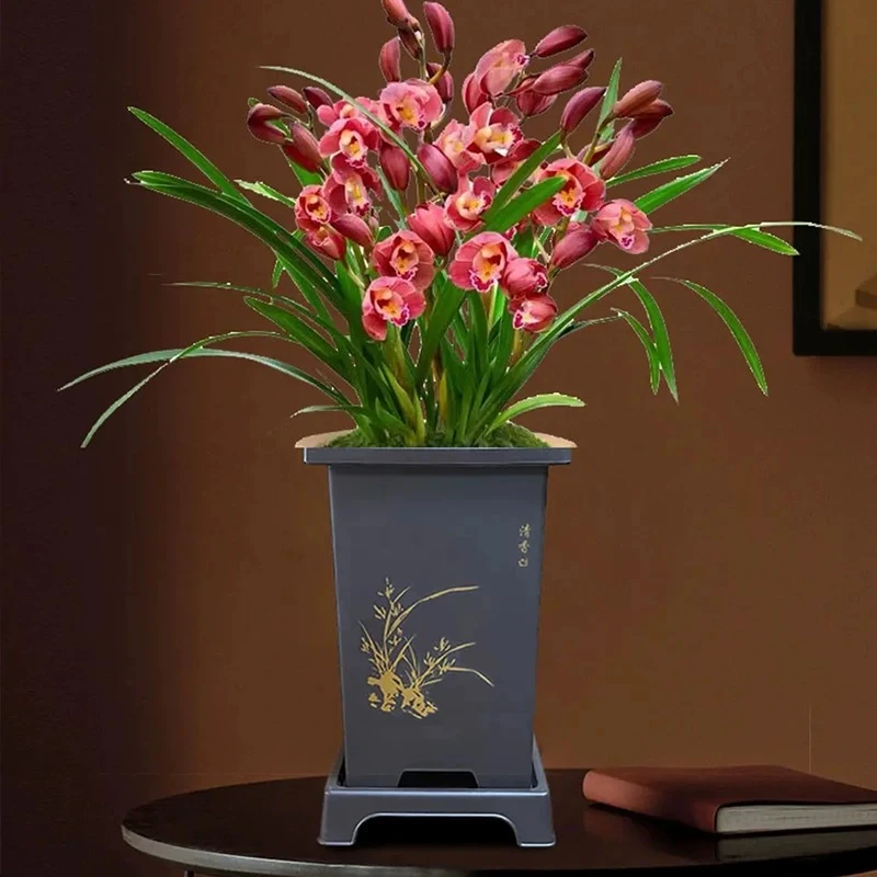兰花正品 蕙兰红宝石  国兰（开红色大花的年宵花）