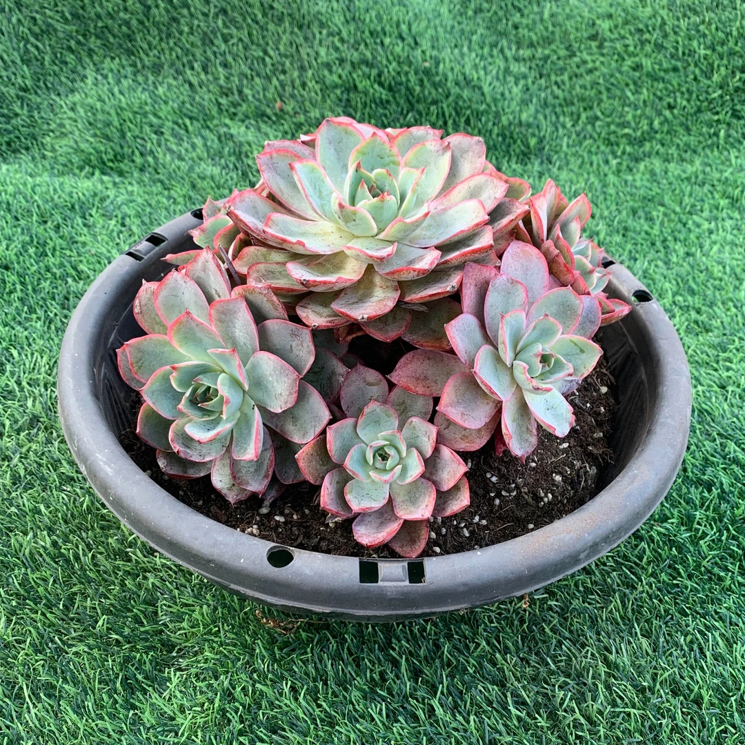 赫拉无砍群精品多肉植物盆栽阳台花卉好养易养一单包邮