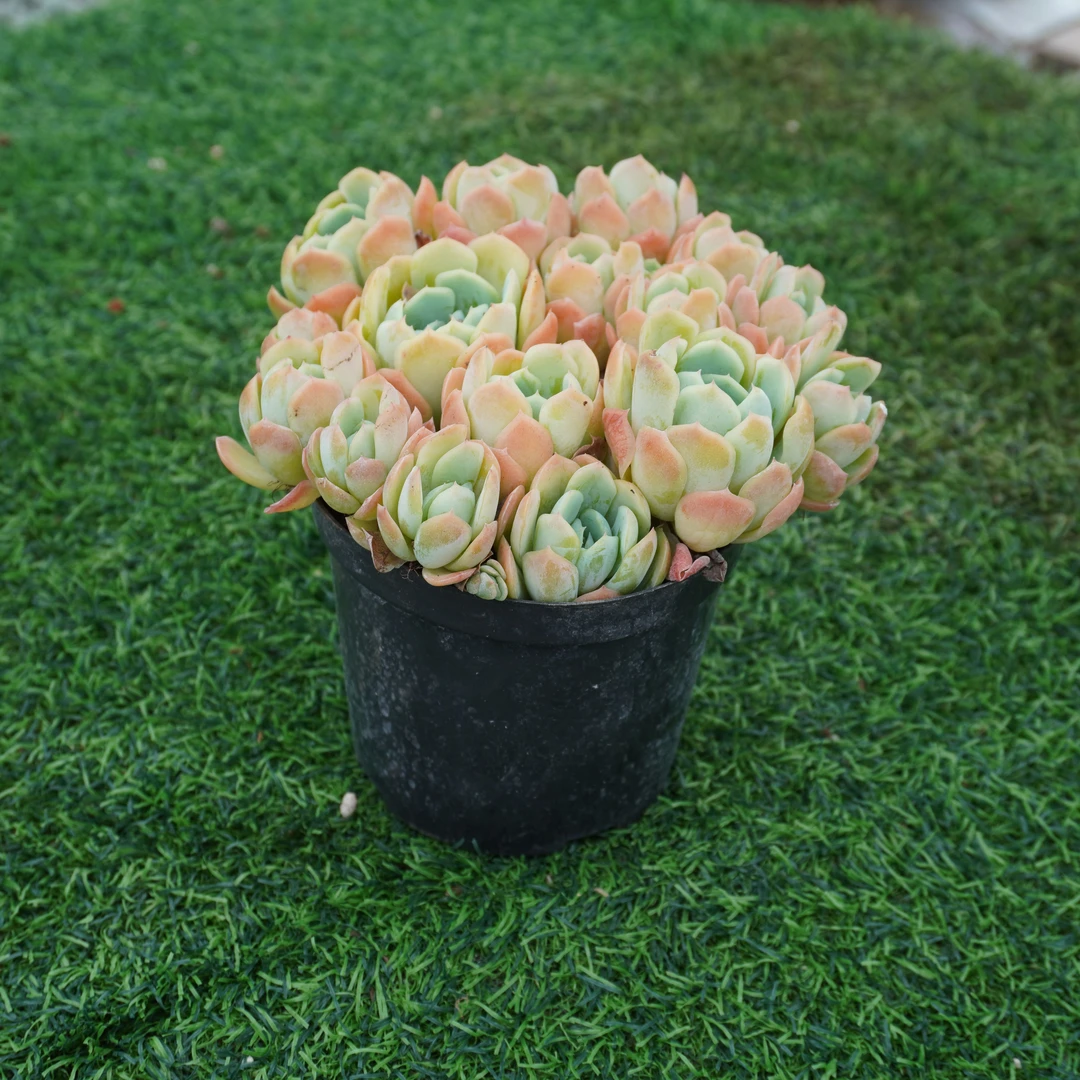 贝瑞群生精品多肉植物盆栽阳台好养花卉一单包邮