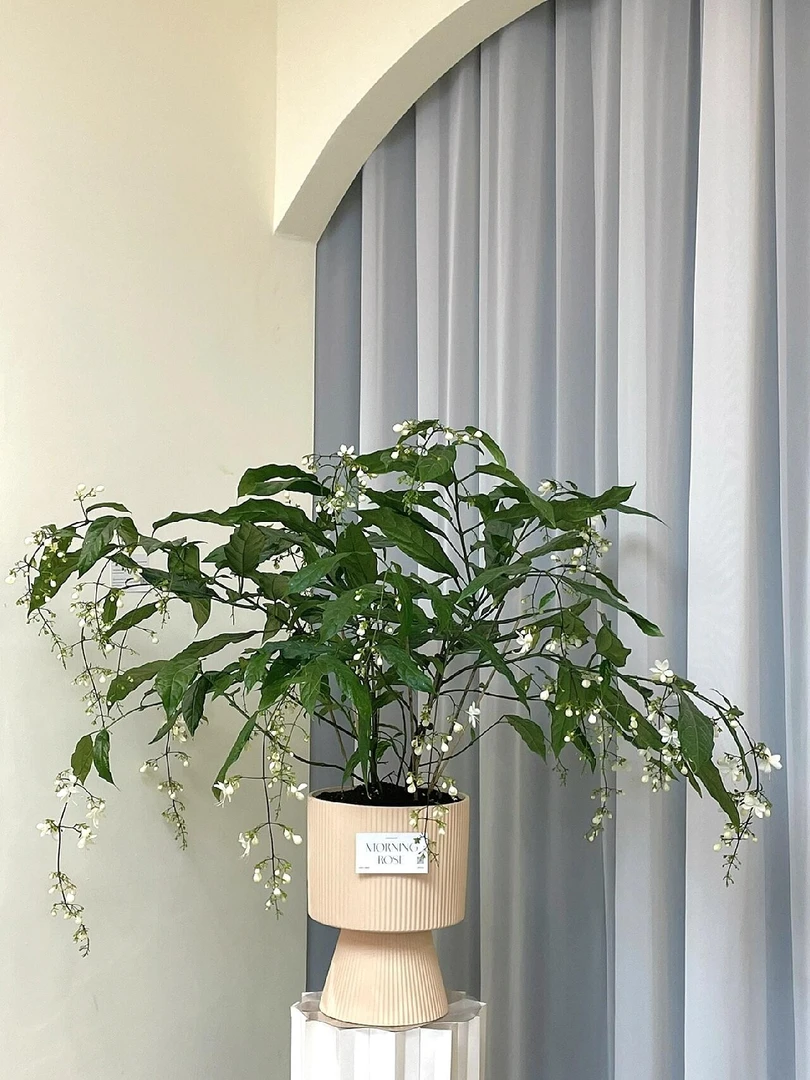 垂丝茉莉带花苞 泰国垂吊盆栽 室内花卉绿植四季开花植物养护简单