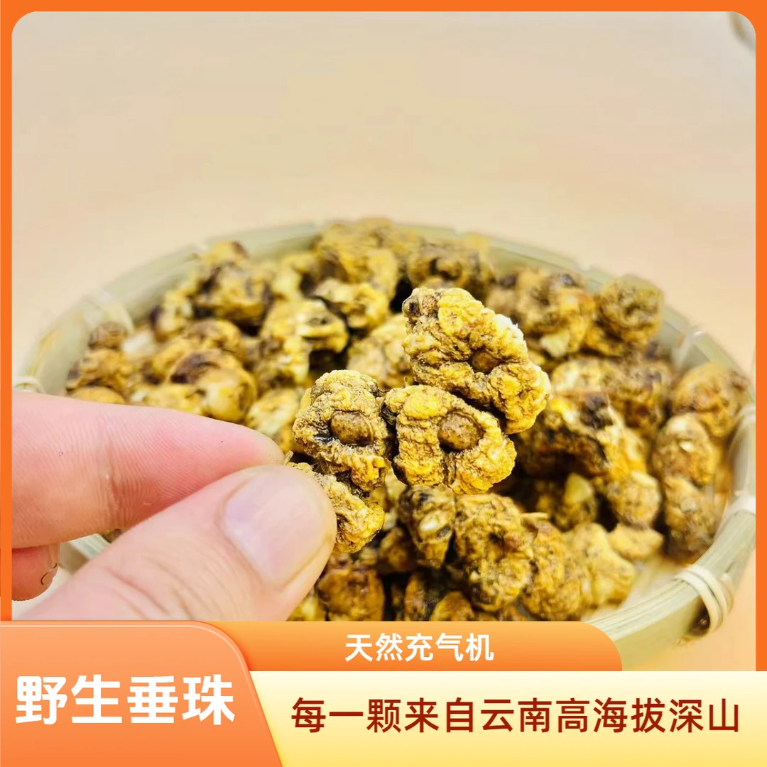 【野生】垂珠 白苔、齿痕、裂纹、草莓舌买它                秋冬枸杞