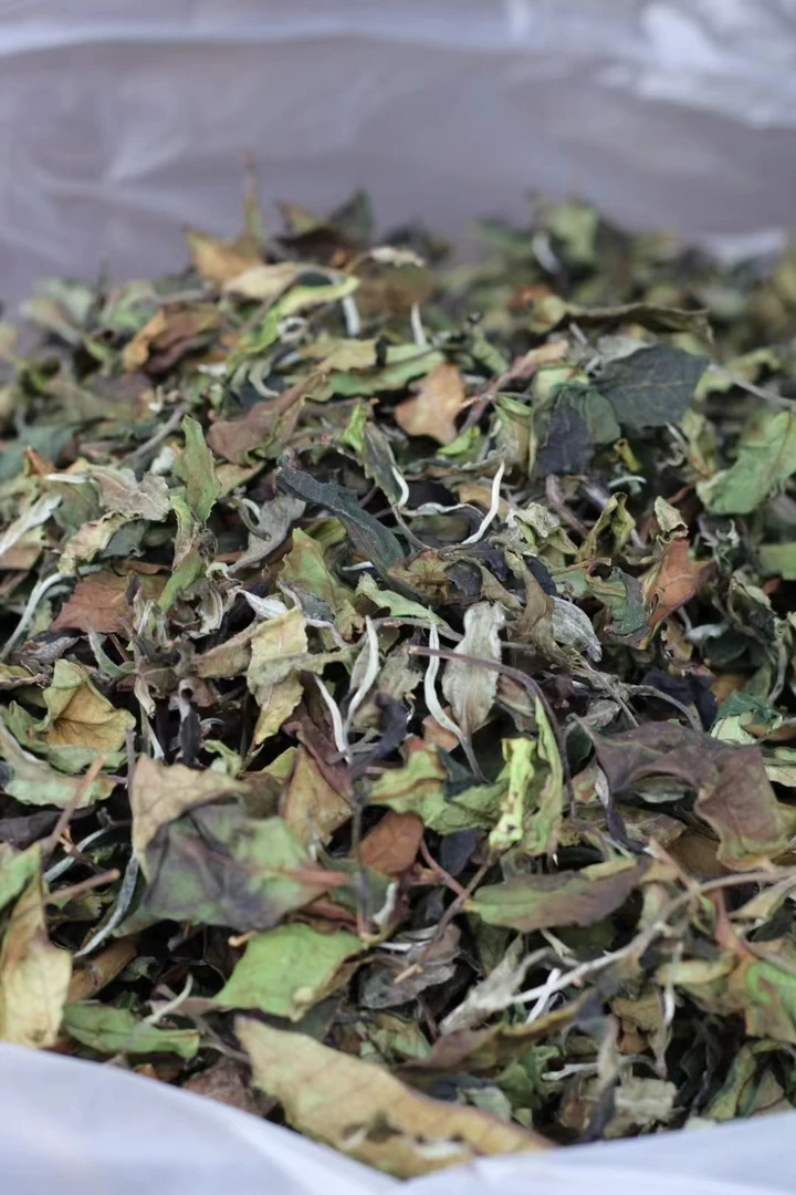 临沧乔木古树普洱生态茶（两百年古树白茶）