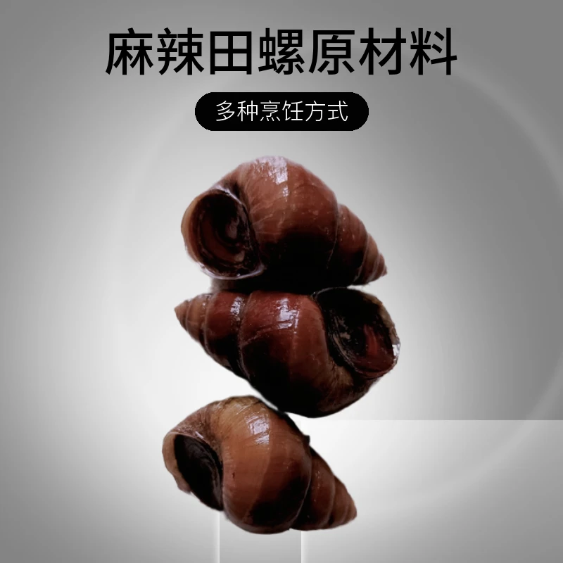 湖北清水石螺泥螺新鲜田螺嗦螺炒螺麻辣田螺原材料大田螺顺丰包邮