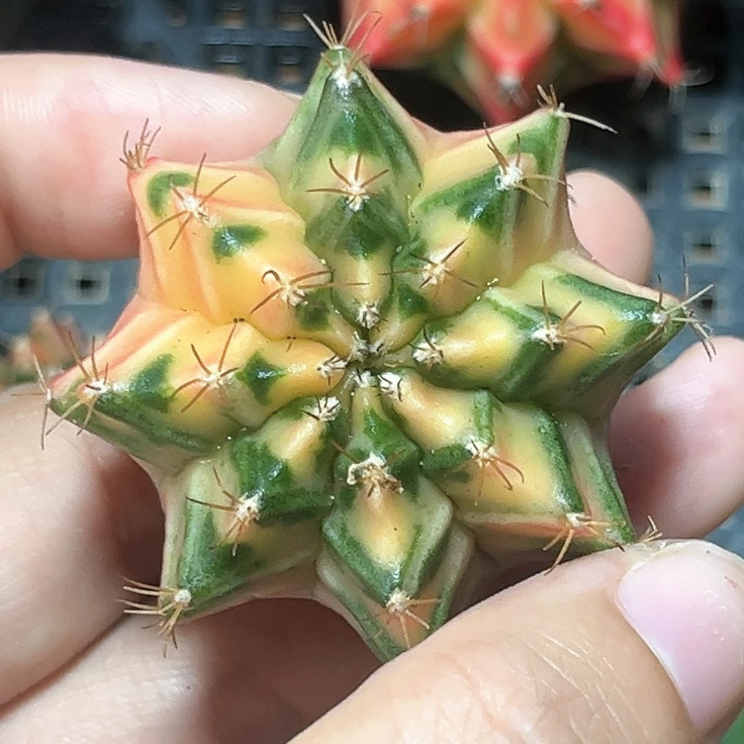 麓思 仙人球 小白兔侧芽