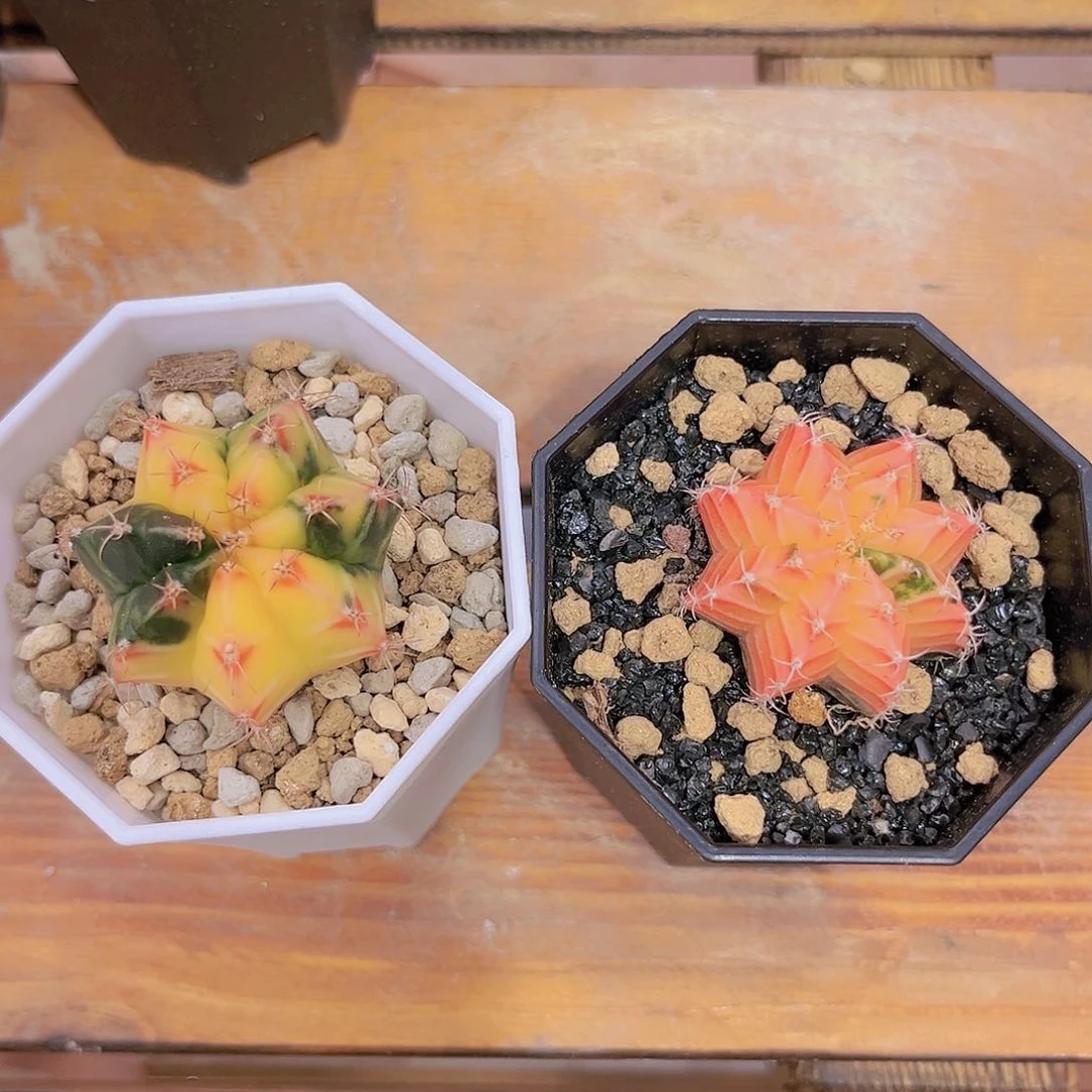 麓思 仙人球 2颗米哈