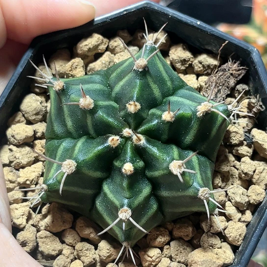 麓思 仙人球 米哈