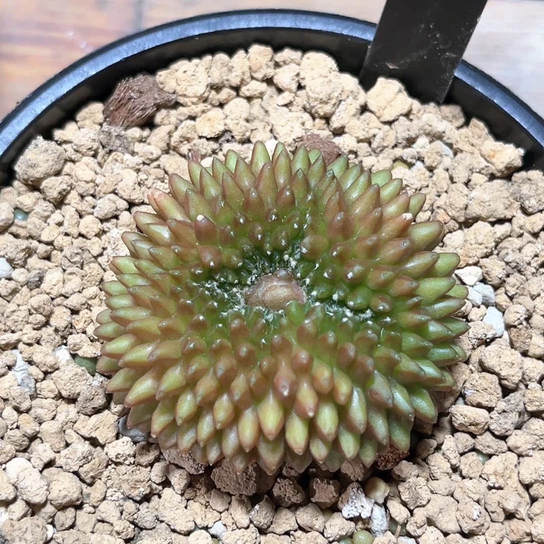麓思 仙人球 貘缀