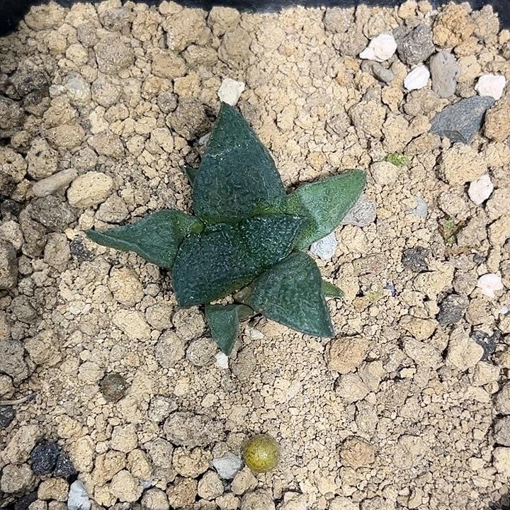 仙人球 龟甲牡丹