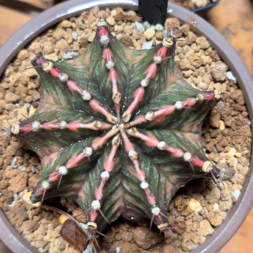 麓思 仙人球 米哈