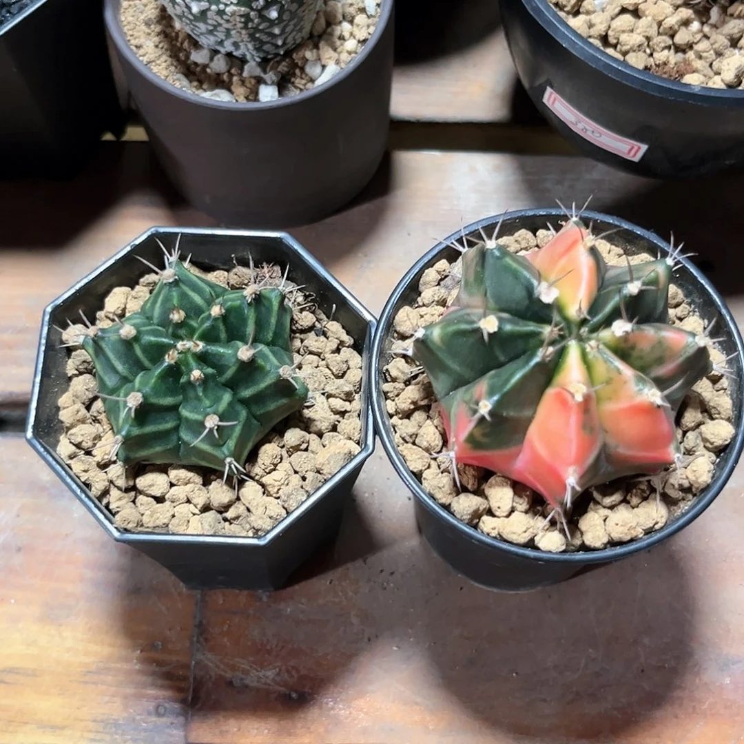 麓思 仙人球2颗米哈