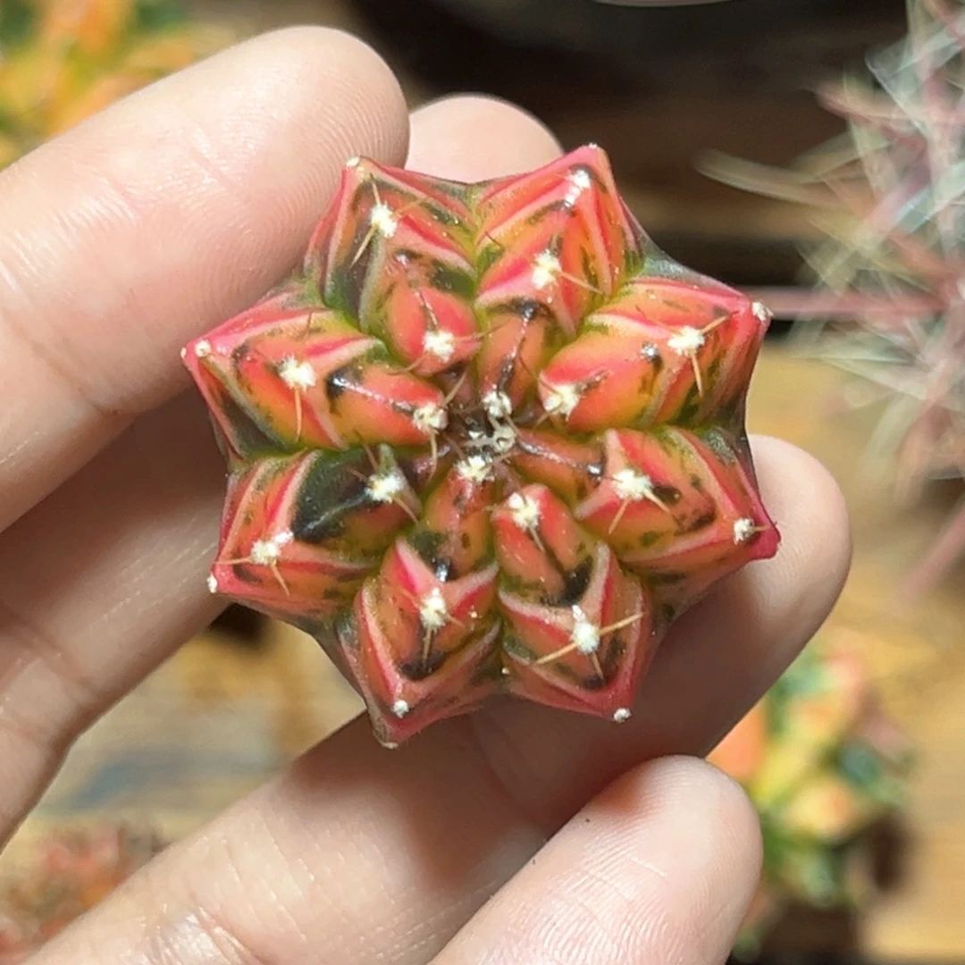 慧麓思 仙人球 米哈