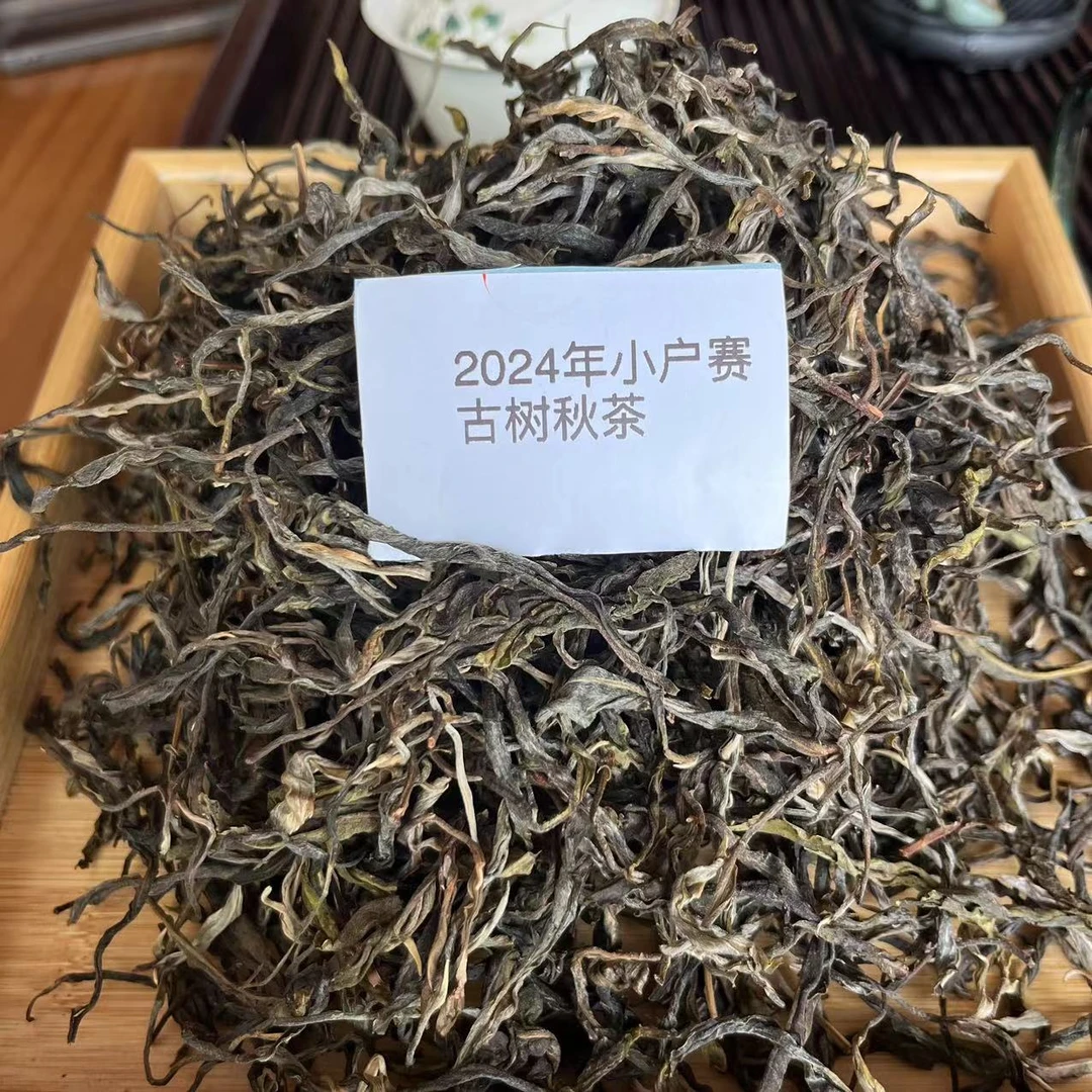 【小户赛16号】2024年小户赛古树秋茶