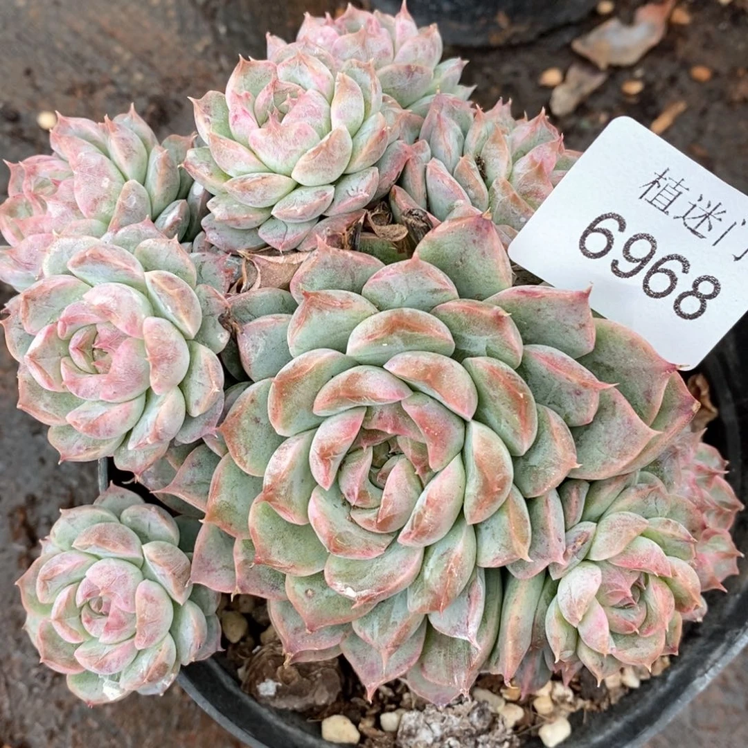 草**椰杂交精品多肉6968