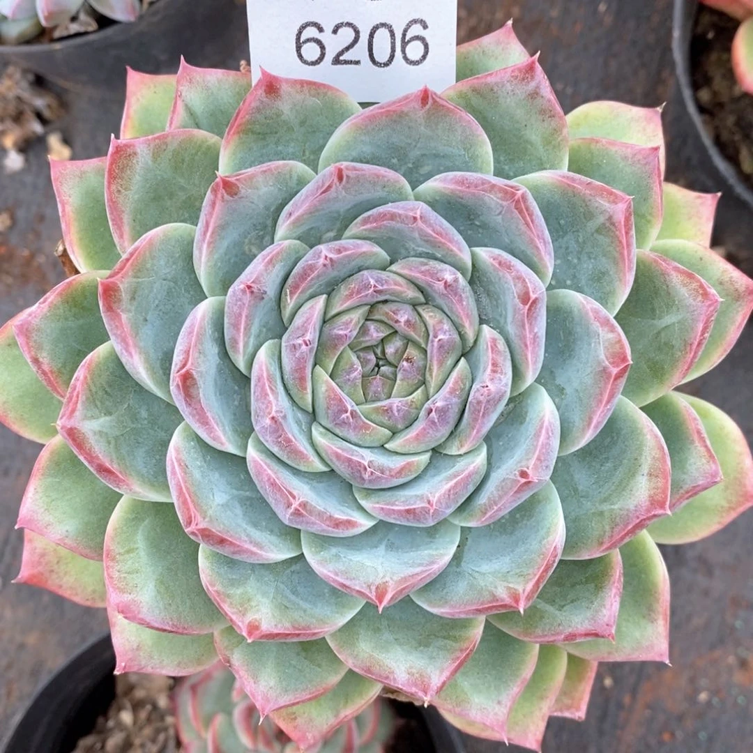 霞杂交精品多肉6206