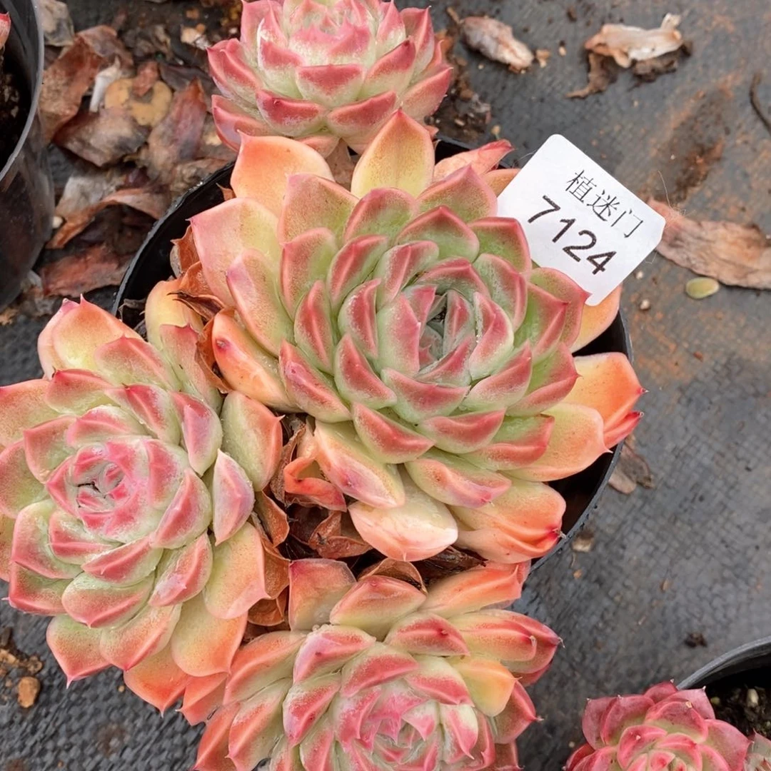 艳****。杂交精品多肉7124